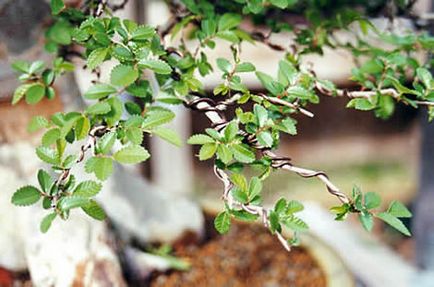 Formarea enciclopediei bonsai - bonsai, atelier de bonsai
