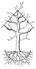 Formarea enciclopediei bonsai - bonsai, atelier de bonsai