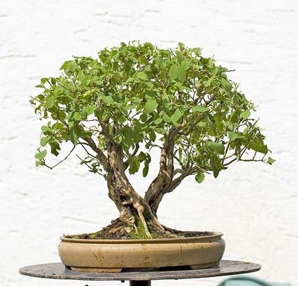 Képződése Bonsai - Bonsai Encyclopedia, bonsai műhely