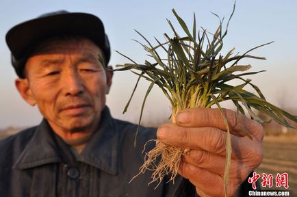Raportul fotografic al celei mai puternice secete din provincia Shandong, China, totul nu este ușor