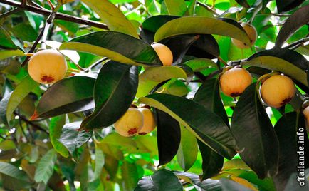 Fructele de mangosteen (mangosteen)