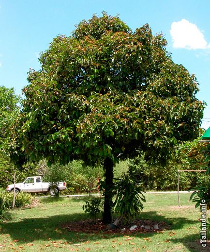 Fructele de mangosteen (mangosteen)