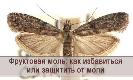 Фруктова моль як позбутися або захистити від молі сухофрукти