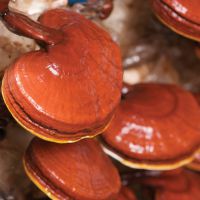 Ganoderma - cum să luați pentru pierderea în greutate