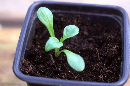 Gardening, посадка і догляд за однорічної жоржини