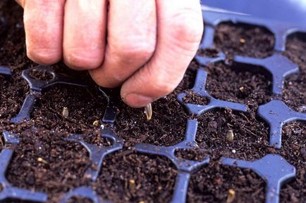 Gardening, посадка і догляд за однорічної жоржини