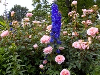 A harmonikus színek, kedvenc virágok