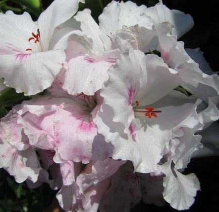 Geranium - o floare magică în ceea ce este magia unei plante, ceea ce se știe despre ea