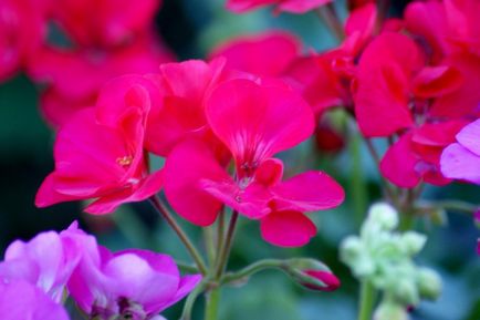 Geranium - o floare magică în ceea ce este magia unei plante, ceea ce se știe despre ea