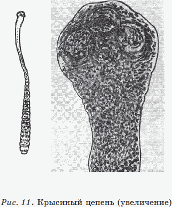 Infectia purulenta a ochilor