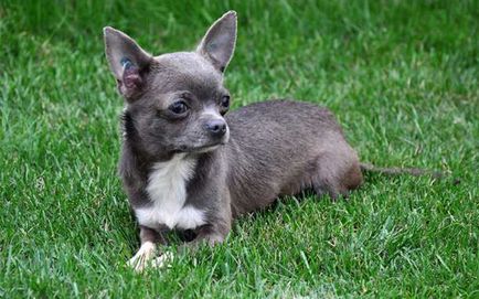 kék chihuahua