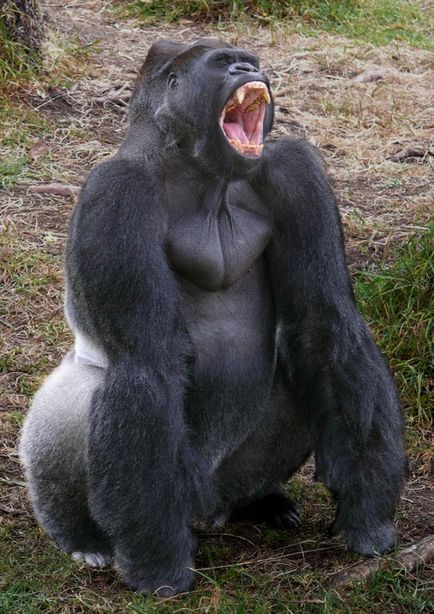 Gorilla fotografie