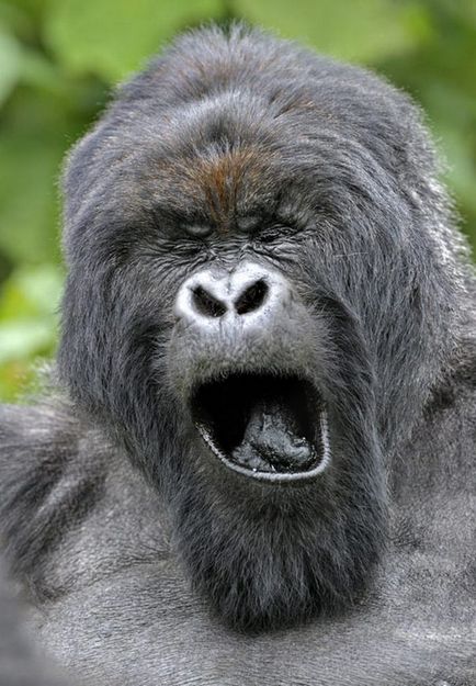 gorilla fotó