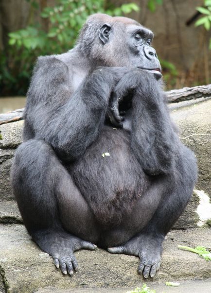 Gorilla fotografie