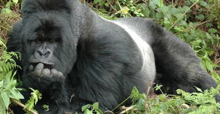 Gorilla fotó (fotók) gorilla fotó