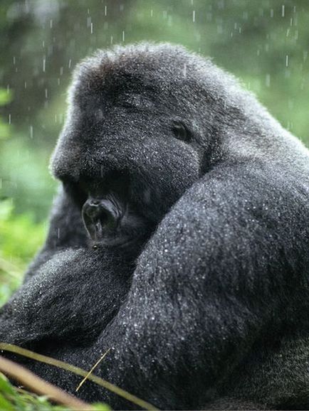 Gorilla fotografie