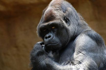 gorilla fotó