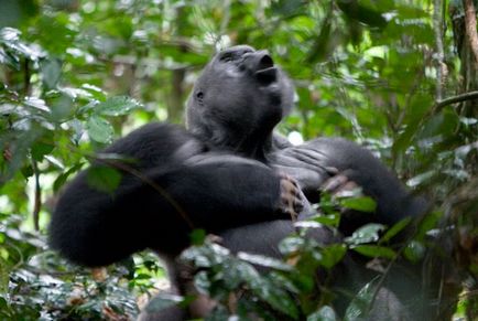 Gorilla fotografie