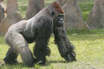 Gorilla gorilla fotó
