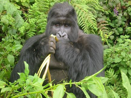 Gorilla gorilla kép (gorilla fotó) Gorilla gorilla fotó