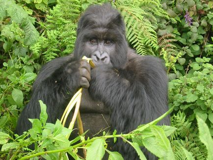 Gorilla gorilla fotó