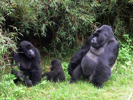Gorilla gorilla fotó