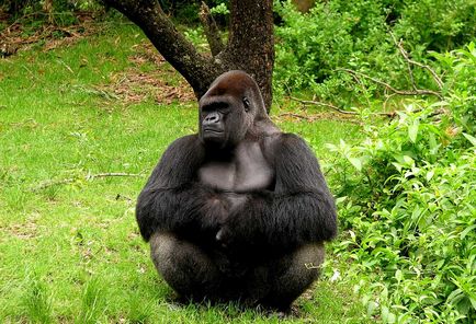 Gorilla képet gorilla (gorilla) Gorilla gorilla fotó