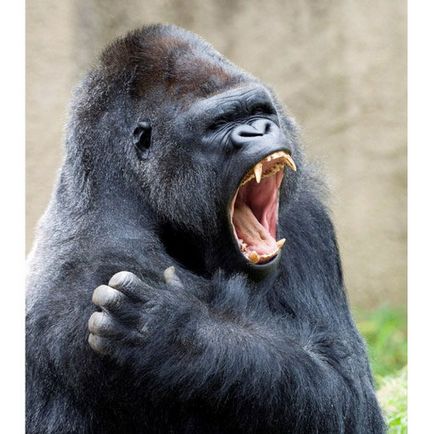 Gorila, fotografii