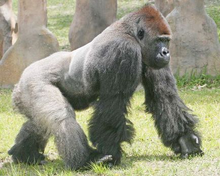 Gorilla, fotók