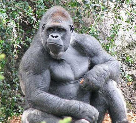 Gorilla, fotók