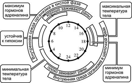 Hormonok és bioritmus