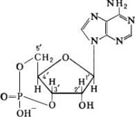 Hormonii glandei tiroide, structura lor chimică și funcțiile fiziologice