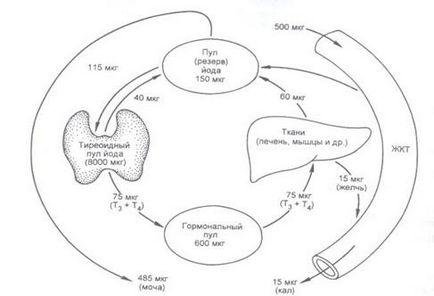 Hormoni tiroidieni, structura hormonilor tiroidieni, sinteza hormonilor tiroidieni, sinteza iodurii