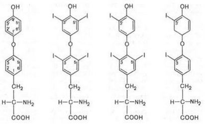 A pajzsmirigyhormonok, a szerkezet a pajzsmirigy hormonok, pajzsmirigy-hormon szintézisben, a szintézis a jodid