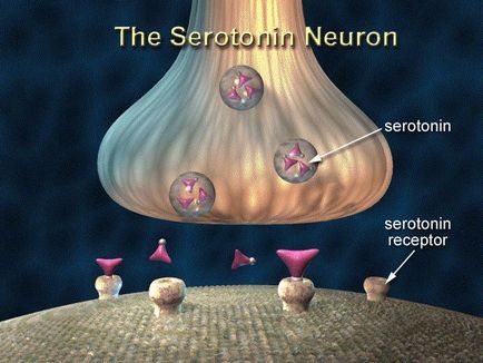 Hormonul fericirii este serotonina ce este și cum funcționează