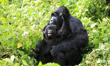 Mountain gorilla fotografie, descriere