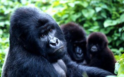 Mountain gorilla fotografie, descriere