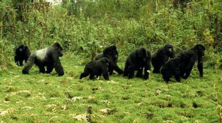 Mountain gorilla fotografie, descriere