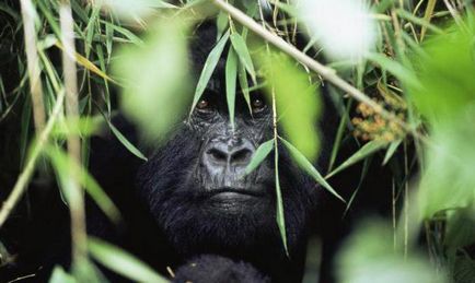 Mountain gorilla fotografie, descriere