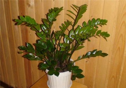 Pot zamiokulkasazamiokulkas (a pot szükséges) pot zamiokulkasazamiokulkas