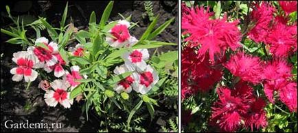 Carnation shabo iernare în grădină și butași