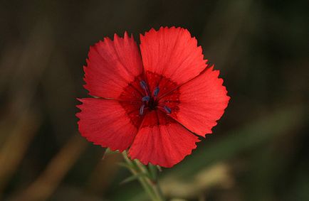 Dianthus deltoides használják a népi gyógyászatban