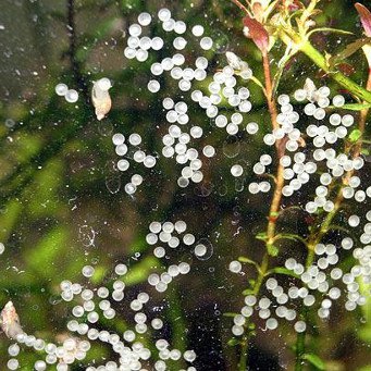 Caviar, reproducerea coridoarelor