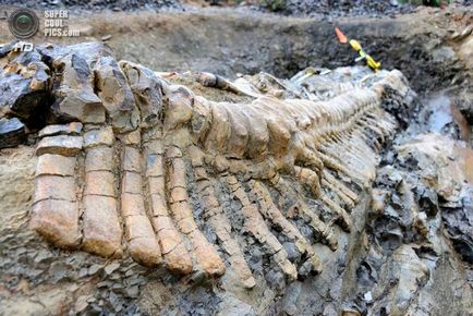 Интересни факти динозавърски кости