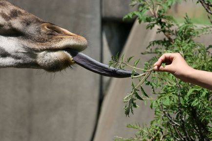 Informații interesante despre girafe