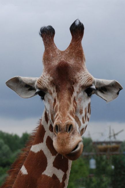 Informații interesante despre girafe