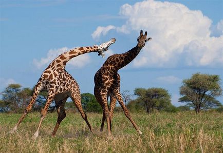 Informații interesante despre girafe