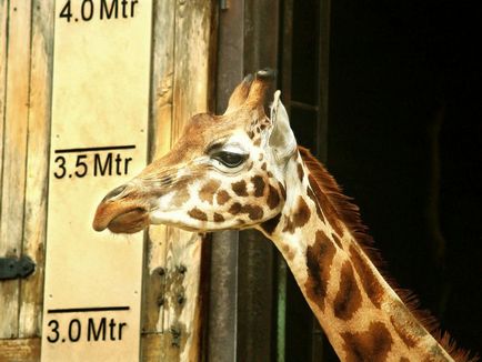 Цікаві факти про жирафів