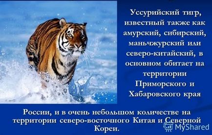 Informații interesante despre tigrii
