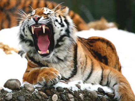 Informații interesante despre tigrii